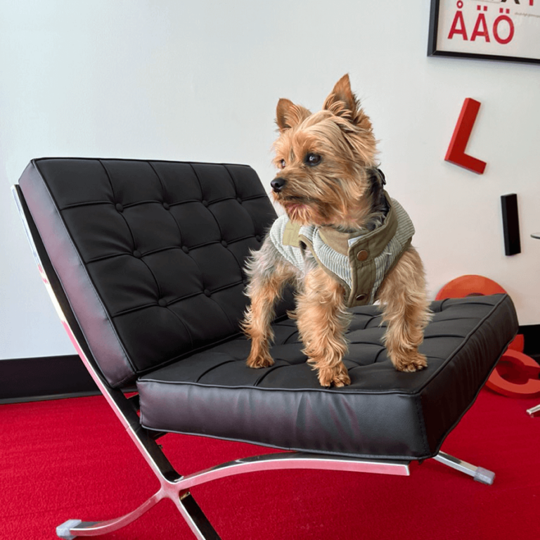 Braxton, a yorkie, stands near the entrance to the Datachieve Digital office
